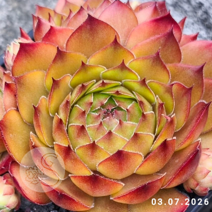Sempervivum 'Lionille'