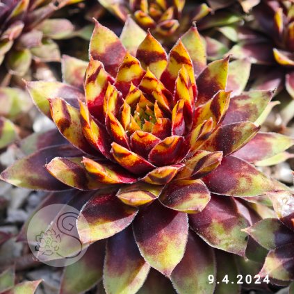 Sempervivum Chick Charms® 'Gold Rush'