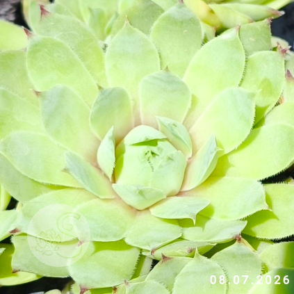 Sempervivum 'Grinch'