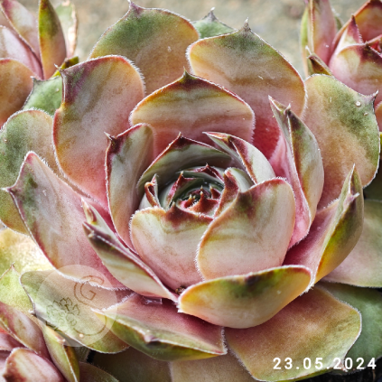 Sempervivum 'Brigitte'