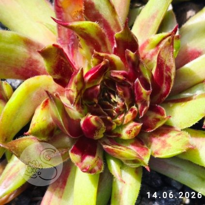 Sempervivum 'Hatschipuh'