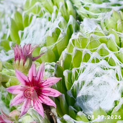 Sempervivum 'Arctic'
