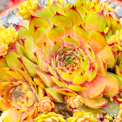 Sempervivum 'Kupferkessel'