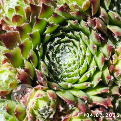 Sempervivum 'Käpt'n Wolli'