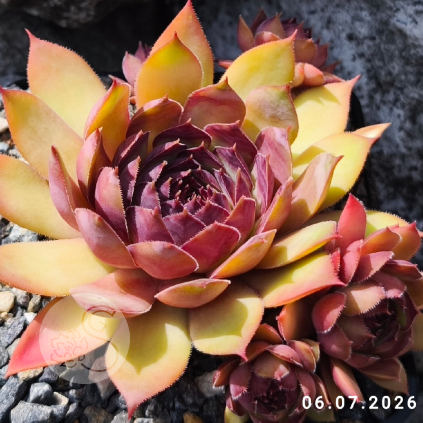 Sempervivum 'Boléro'