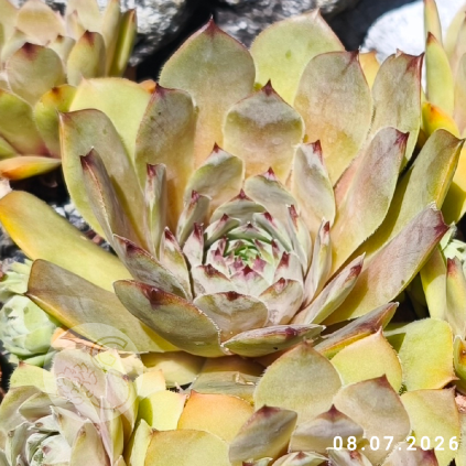 Sempervivum 'Baggara'