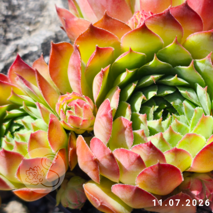 Sempervivum 'Cinderella'