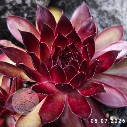 Sempervivum 'Herzensschöner'