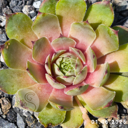 Sempervivum 'Lip Liner'
