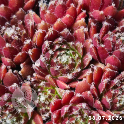 Sempervivum 'Braunkugel'