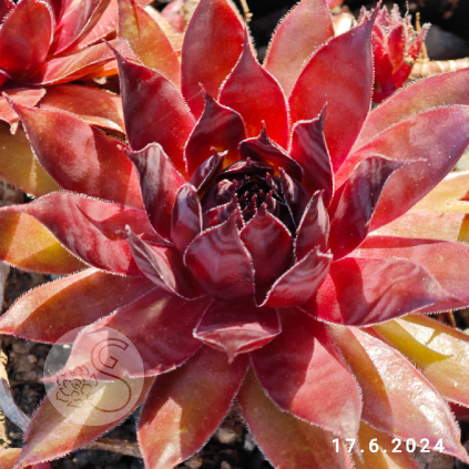 Sempervivum 'Fashion Diva'