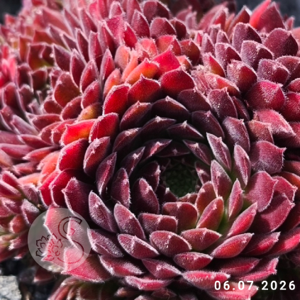 Untitled6 20260716232701