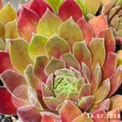 Sempervivum 'Folcherdina'