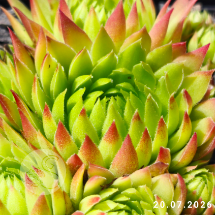 Jovibarba 'Fire and Flame'