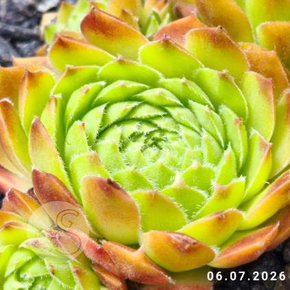 Sempervivum 'Accord'