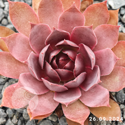 Sempervivum 'When You Awake'