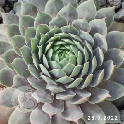 Sempervivum Chick Charms® 'Berry Blues'