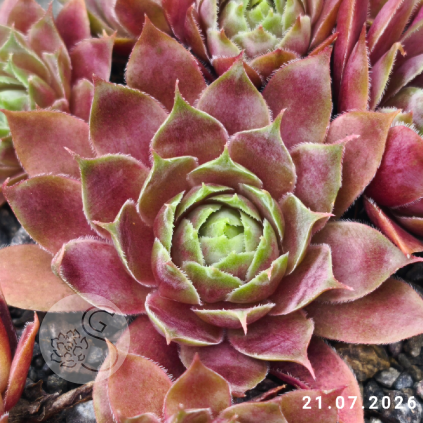 Sempervivum 'Weinkönigin'