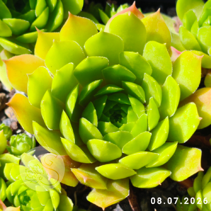 Sempervivum 'Cockoo'