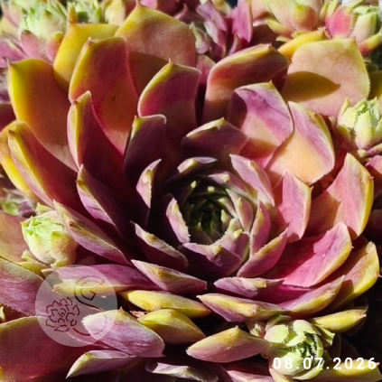 Sempervivum 'Grüner Gruß'