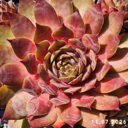 Sempervivum 'Maple Syrup'