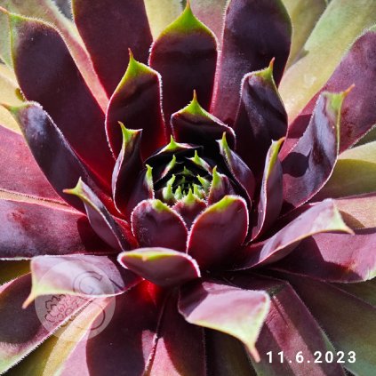 Sempervivum Chick Charms® 'Cranberry Cocktail'