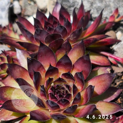 Sempervivum Chick Charms® 'Pineapple Paradise'