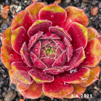 Sempervivum 'Alsterapfel'