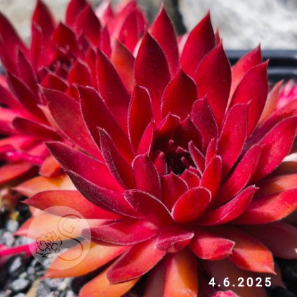 Sempervivum 'Pacific Knight'