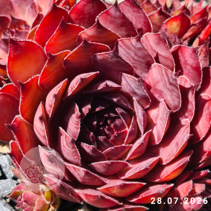 Sempervivum 'Dornröschen'
