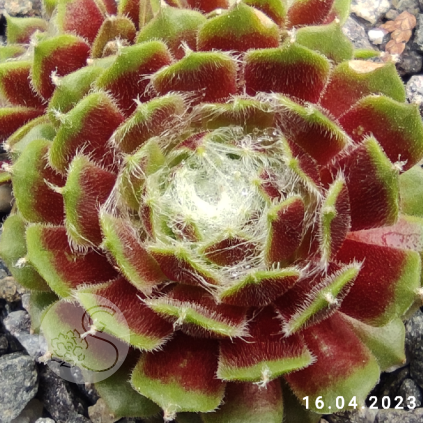 Sempervivum 'Aioi'