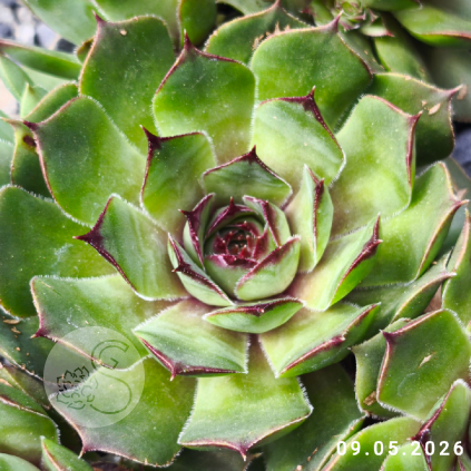 Sempervivum 'Abra-Leviosa'