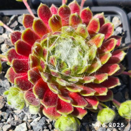 Sempervivum 'Ford's Giant'