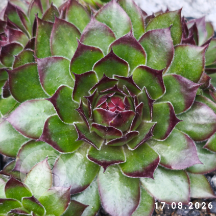 Sempervivum 'Die 5 Zwerge'
