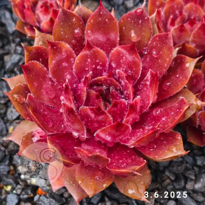 Sempervivum 'Maite'