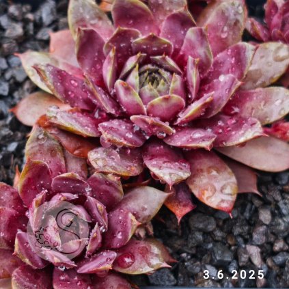 Sempervivum 'Moon Shadow'