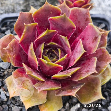Sempervivum 'Wichita'
