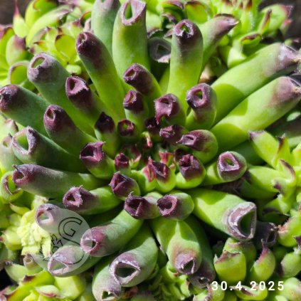 Sempervivum 'Oddity'