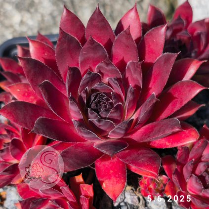 Sempervivum 'Sunray Changeling'