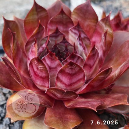 Untitled5 20250607235416