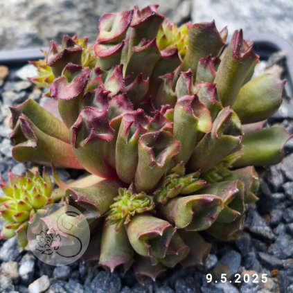 Untitled5 20250516110841