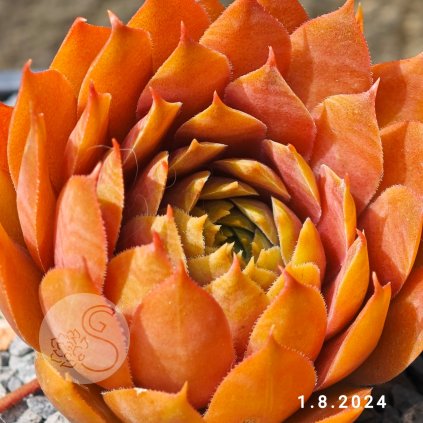 Sempervivum SuperSemps® 'Ruby'