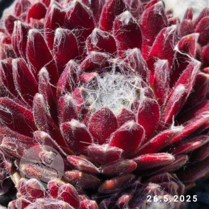 Sempervivum 'Ubuntu'