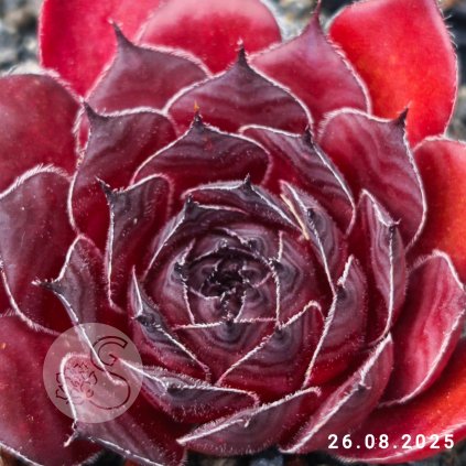 Untitled5 20250826190528