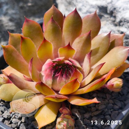 Sempervivum 'Agua'
