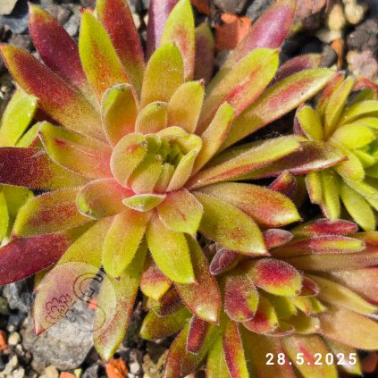 Sempervivum 'Amazonas'