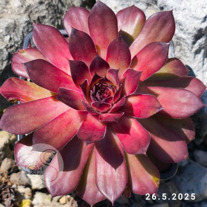 Sempervivum 'Allas'