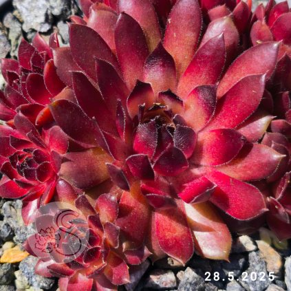 Sempervivum 'Lady in Red'