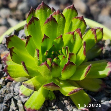 Sempervivum 'Baby Faraon'
