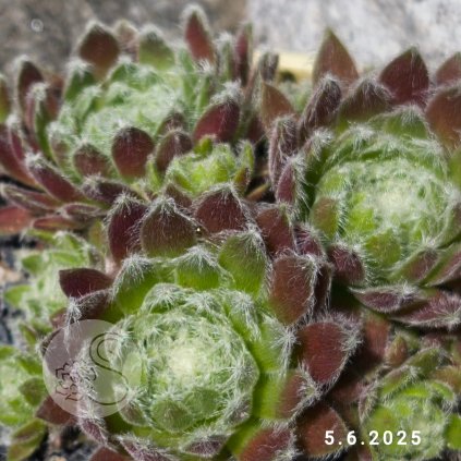 2. Sempervivum 'NN'